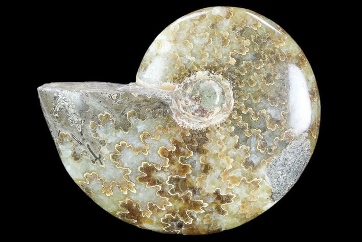 Polished, Agatized Ammonite (Cleoniceras) - Madagascar #119130